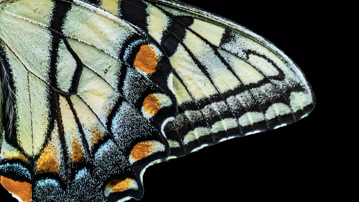 A swallowtail butterfly wing in close-up against a black background